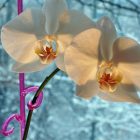 Kışın Orkide Bakımı Nasıl Olmalıdır?