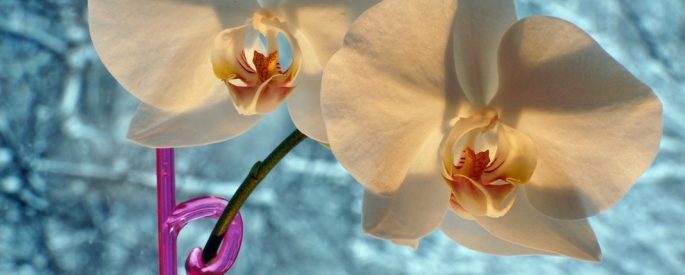 Kışın Orkide Bakımı Nasıl Olmalıdır?