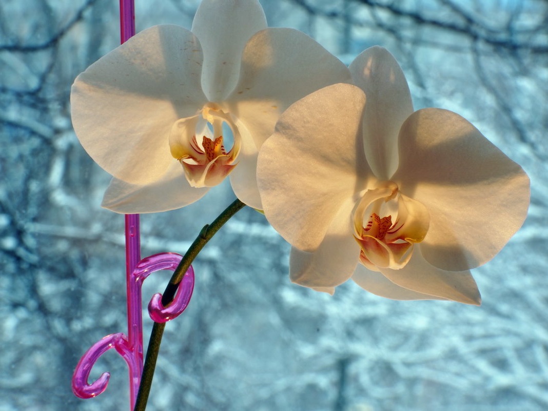 Орхидеи зимой как ухаживать. Зимняя Орхидея.. Орхидеи обои. Лето орхидеи. Орхидея один цветок.