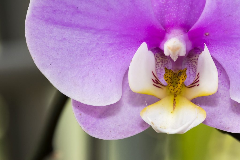 mor renk orkide