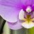 Sevgiliye ne renk orkide alınır? Özel orkide renkleriyle aşkını göster…