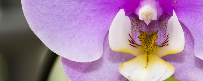 mor renk orkide