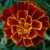 Kadife çiçeği (Marigoldlar) Bakımı, Özellikleri ve Anlamı